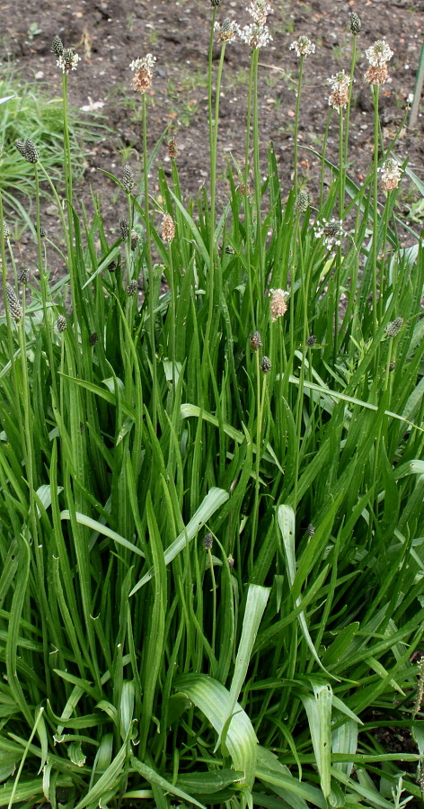 Image of Plantago altissima specimen.