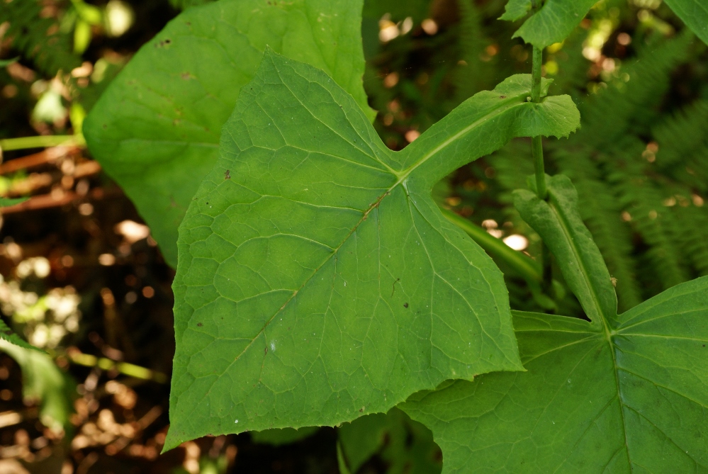 Изображение особи Lactuca triangulata.