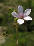 Linum tenuifolium