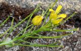 Sisymbrium strictissimum