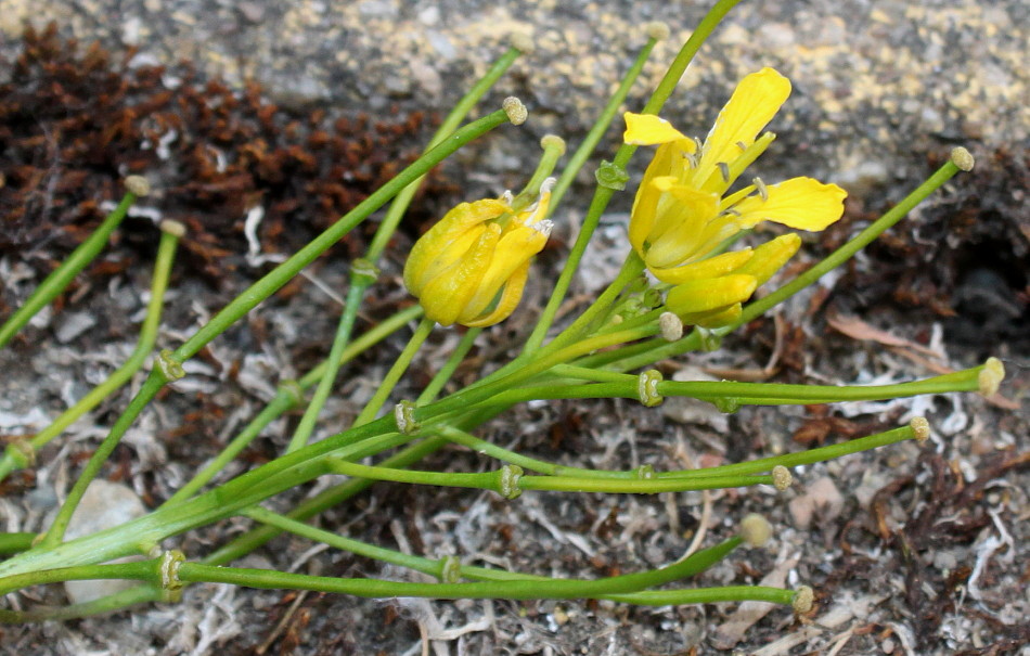 Image of Sisymbrium strictissimum specimen.