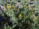 Arnebia decumbens. Побеги с соцветиями. Узбекистан, Бухарская обл., бугристые пески южнее озера Денгизкуль. 04.06.2009.