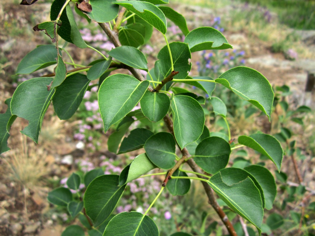 Image of Pyrus pyraster specimen.