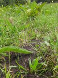 Plantago lanceolata