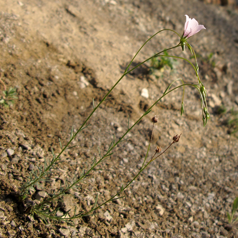 Изображение особи Linum tenuifolium.