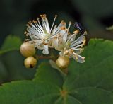 Tilia cordata