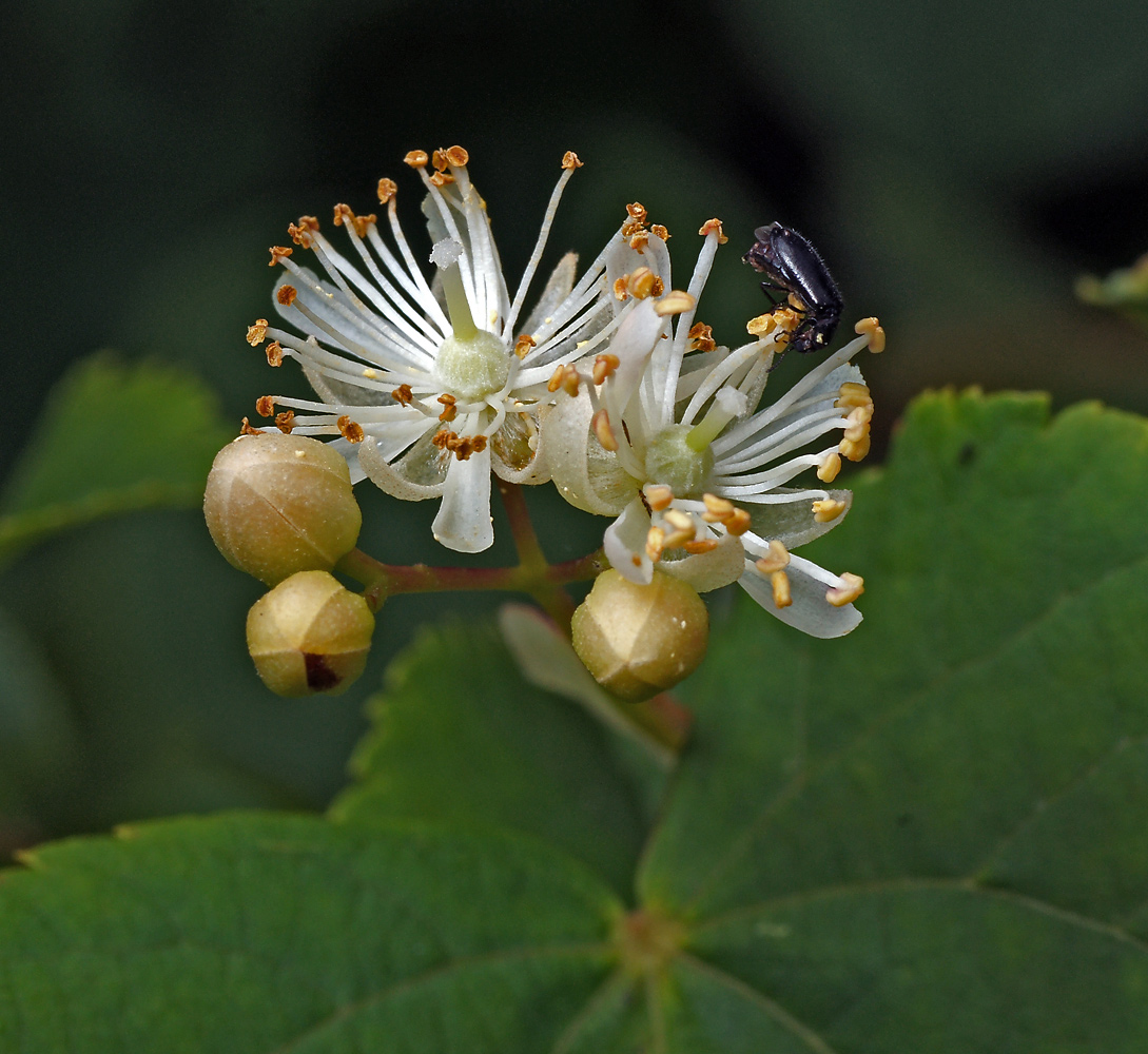 Изображение особи Tilia cordata. 