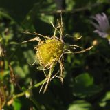 Image of taxon representative. Author is Татьяна Винокурова