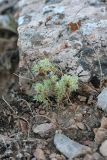 Queria hispanica. Вегетирующее (?) растение. Южный Казахстан, горы Каракус. 16.05.2013.