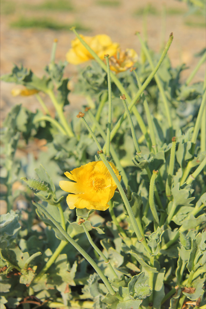 Изображение особи Glaucium flavum.