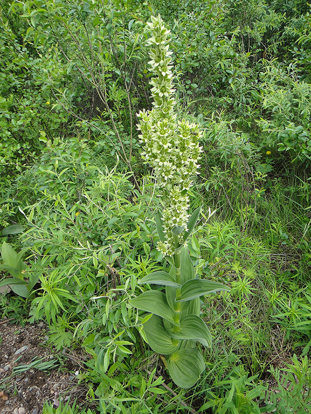 Image of genus Veratrum specimen.