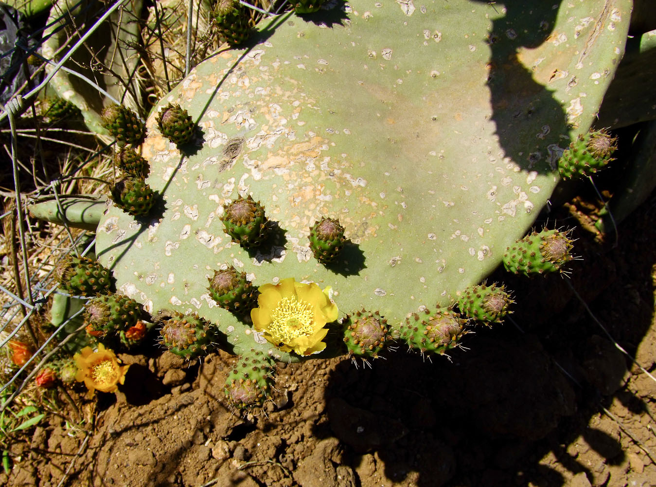 Image of Opuntia ficus-indica specimen.