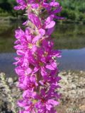 Lythrum tomentosum