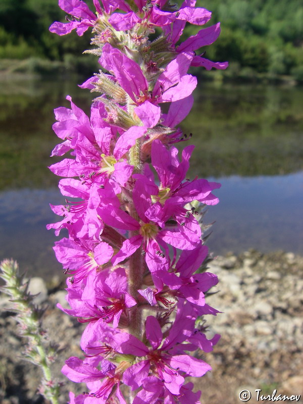 Image of Lythrum tomentosum specimen.