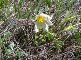 Pulsatilla orientali-sibirica