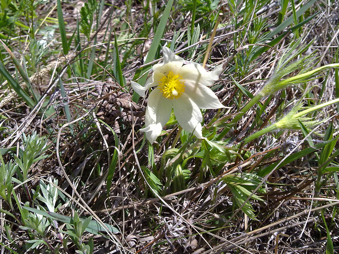 Изображение особи Pulsatilla orientali-sibirica.