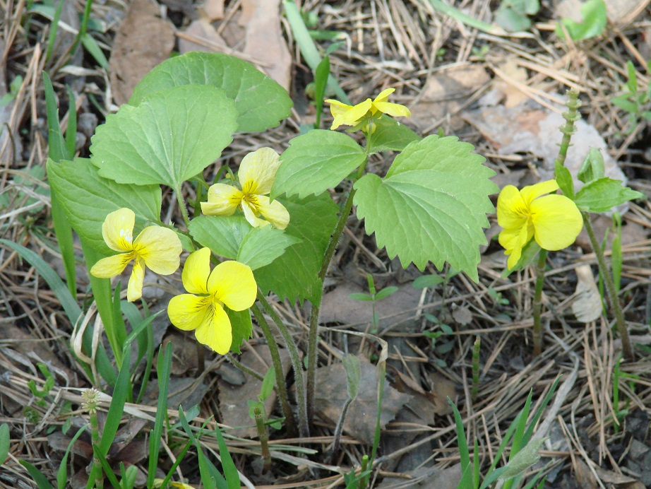 Изображение особи Viola uniflora.