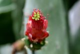 Opuntia cochenillifera