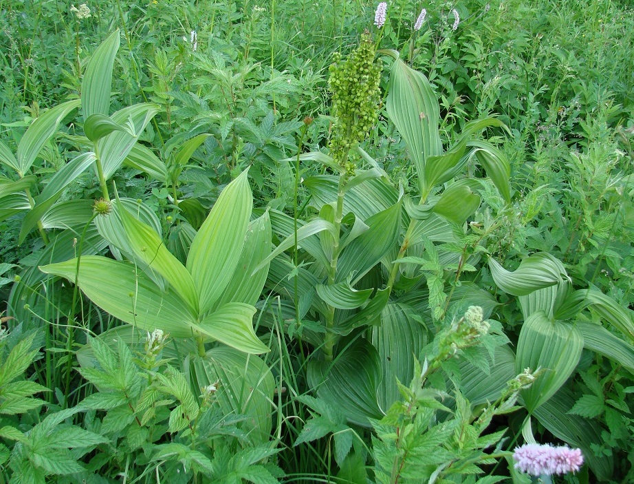 Image of Veratrum lobelianum specimen.