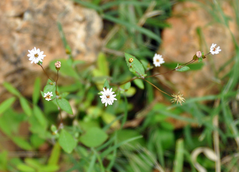 Изображение особи Helichrysum gracilipes.