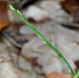 Vaccinium myrtillus. Побег (необволошенный и четырёхгранный в сечении). Германия, г. Bad Lippspringe, Kurwald. 31.01.2014.