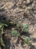 Linum hirsutum