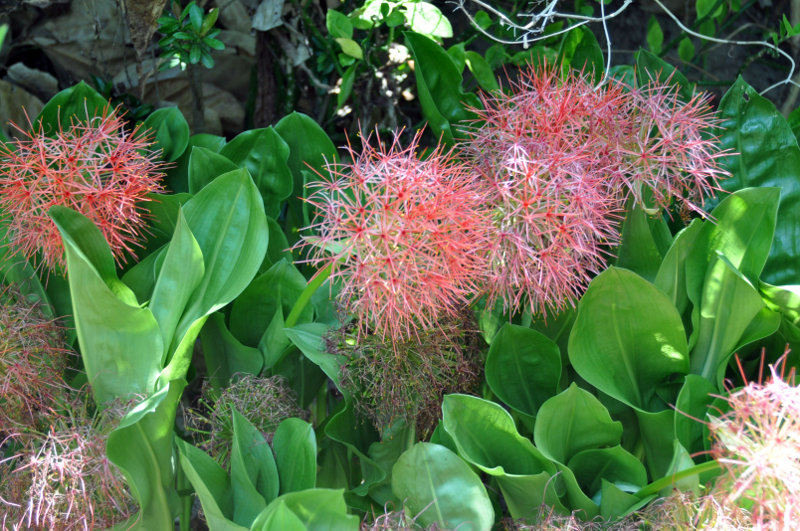 Image of Scadoxus multiflorus specimen.