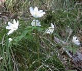 Anemone altaica