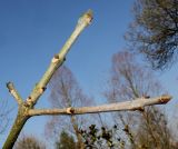 Fraxinus texensis