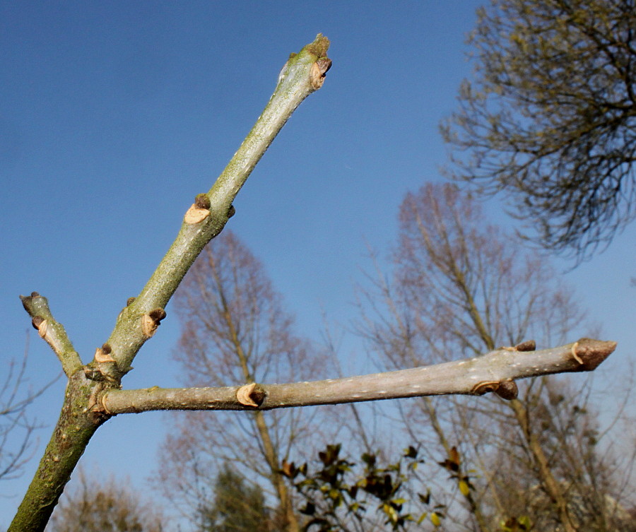 Image of Fraxinus texensis specimen.