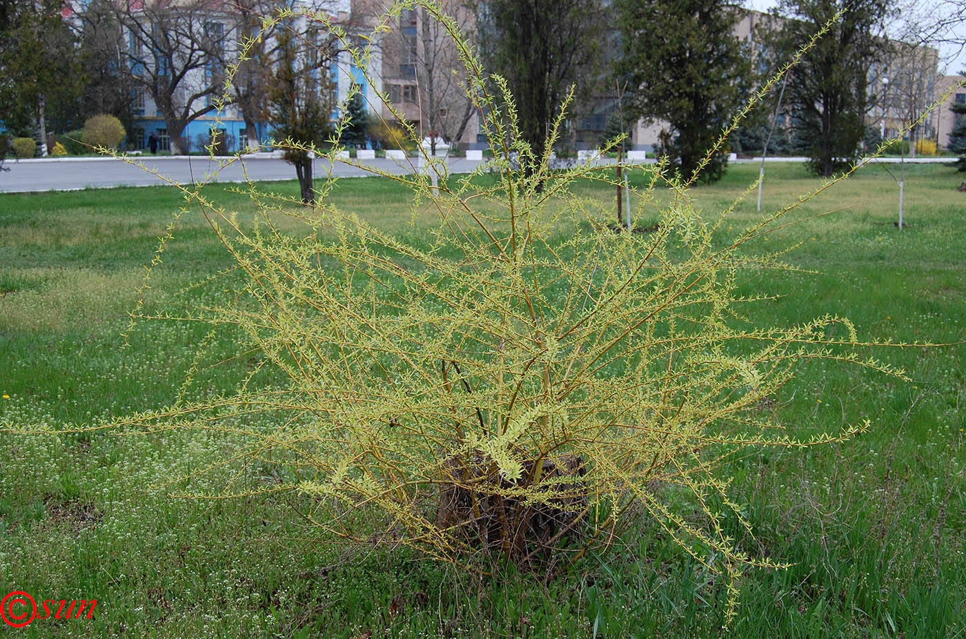 Image of Salix alba specimen.
