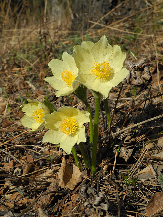 Image of Pulsatilla orientali-sibirica specimen.