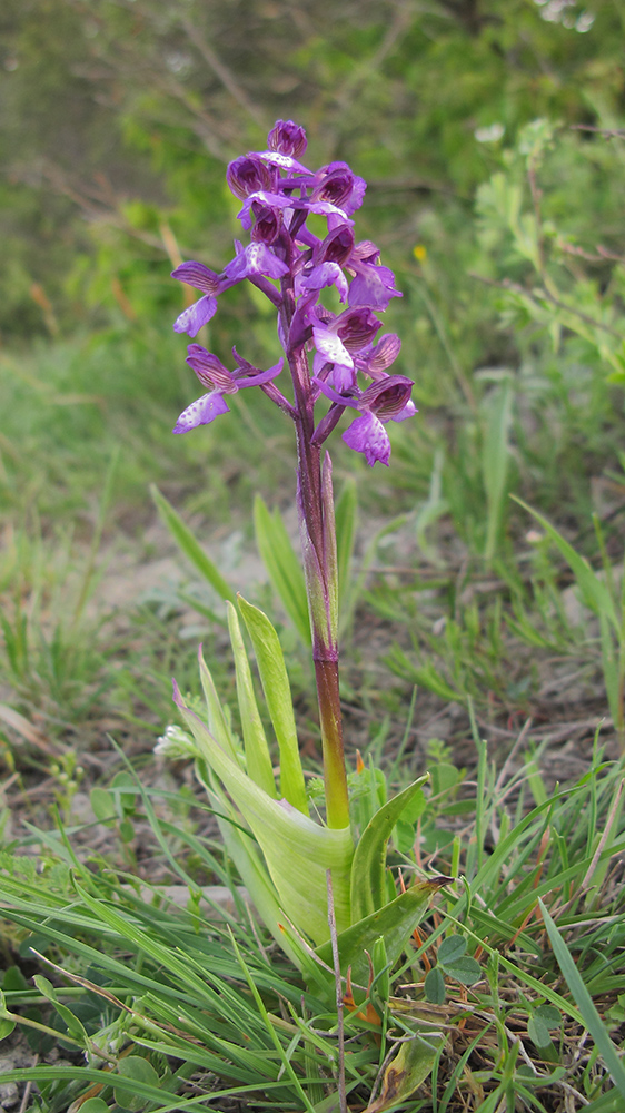 Image of Anacamptis morio ssp. caucasica specimen.