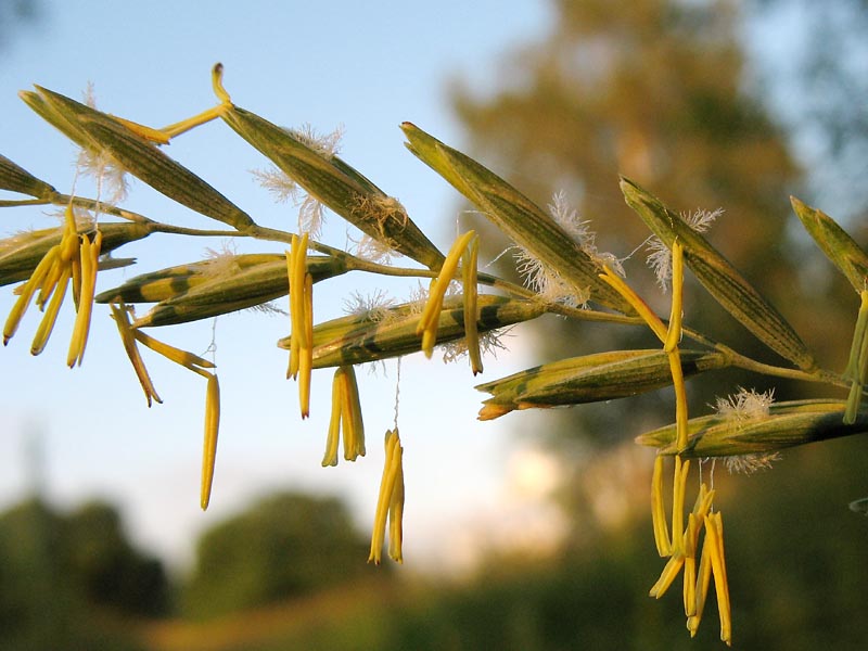 Изображение особи Elytrigia repens.