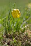 Fritillaria ophioglossifolia. Цветущее растение. Ставропольский край, окр. Кисловодска, Джинальский хребет. 02.05.2014.