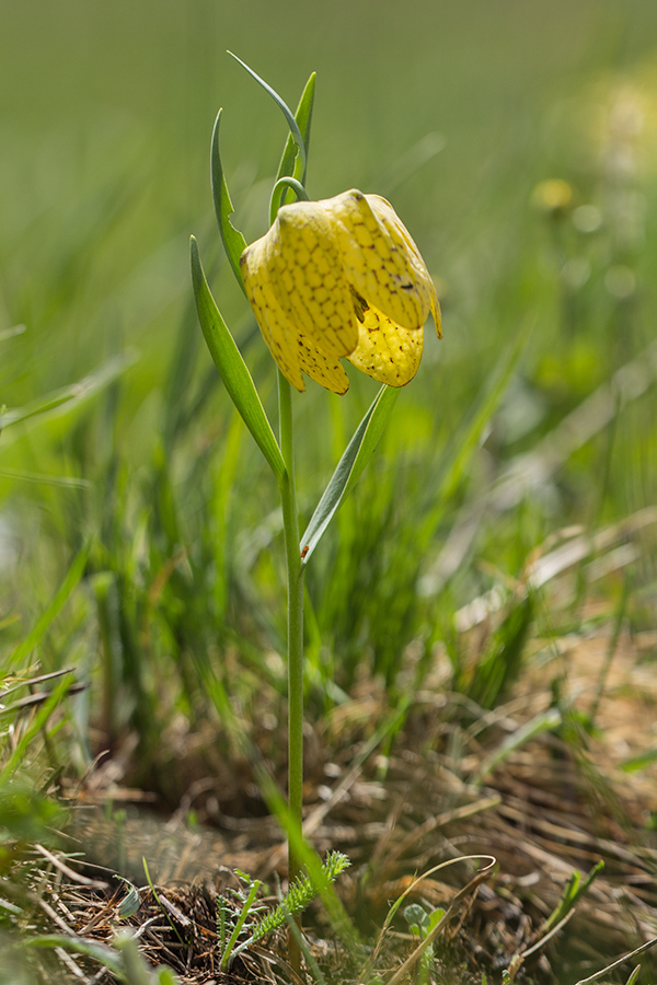 Image of Fritillaria ophioglossifolia specimen.