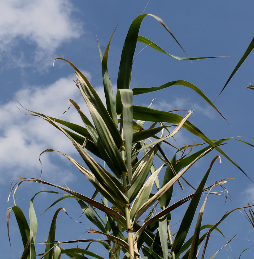 Изображение особи Arundo donax.