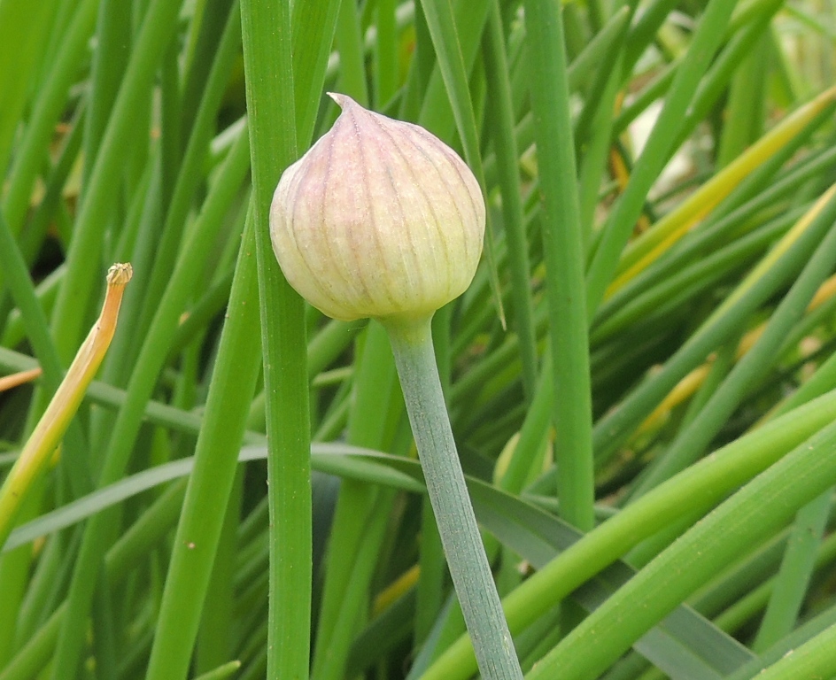 Изображение особи Allium schoenoprasum.