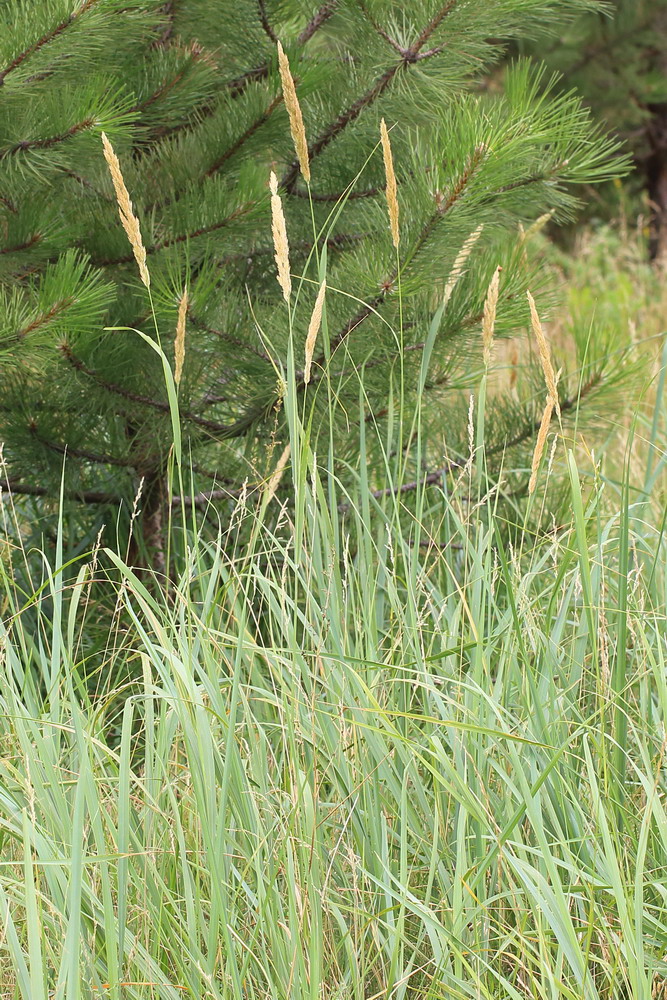 Изображение особи Calamagrostis glomerata.