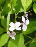 Lunaria rediviva