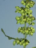 Rumex crispus. Незрелые плоды. Ленинградская обл., Тосненский р-н, в канаве у Московского шоссе. 5.07.2009.