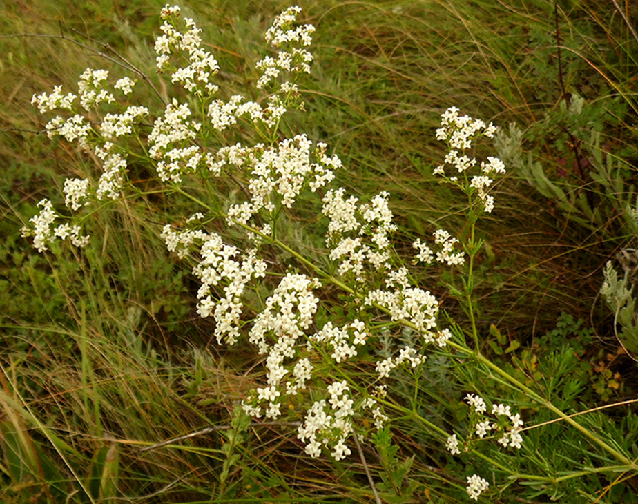 Изображение особи Galium volhynicum.