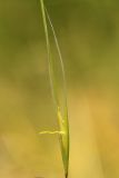Image of taxon representative. Author is Анатолий Кузьмин