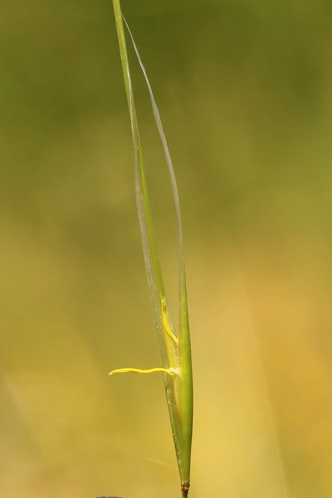 Image of Stipa capillata specimen.