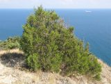 Juniperus foetidissima