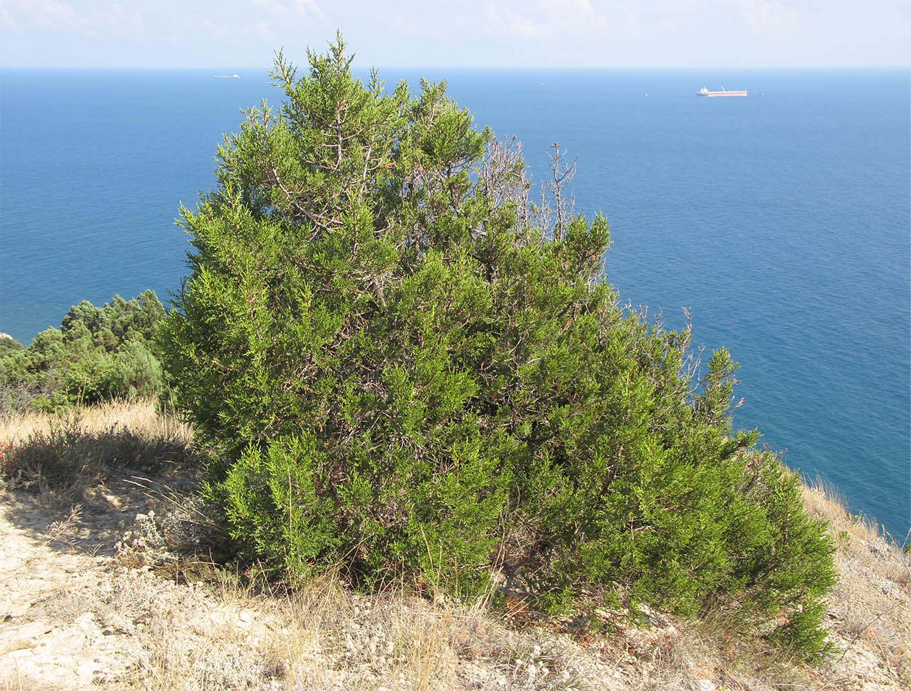 Изображение особи Juniperus foetidissima.