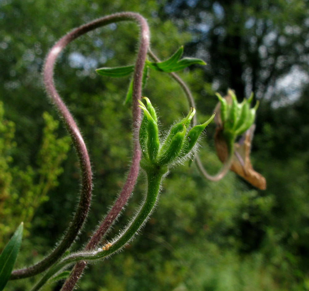 Изображение особи Aconitum volubile.