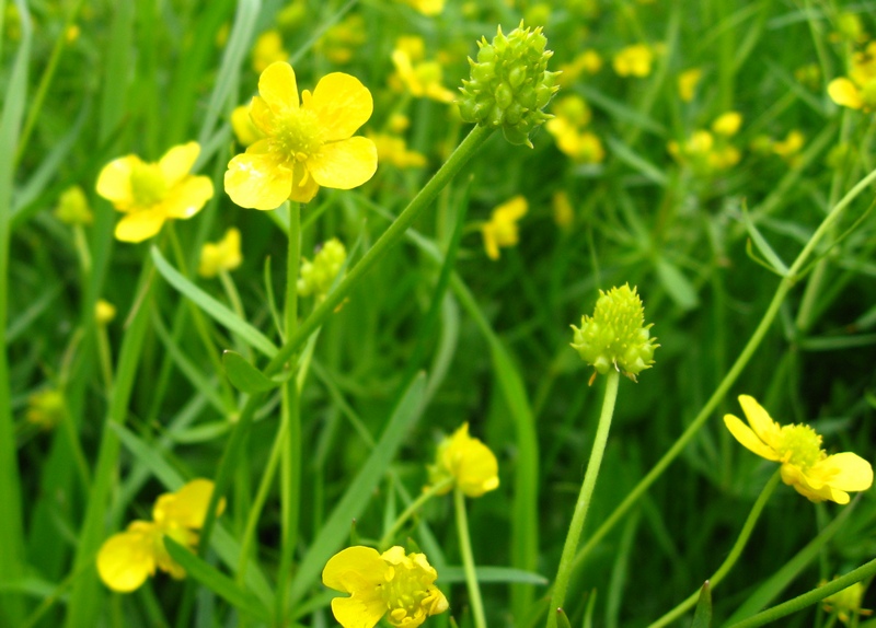 Изображение особи Ranunculus auricomus.