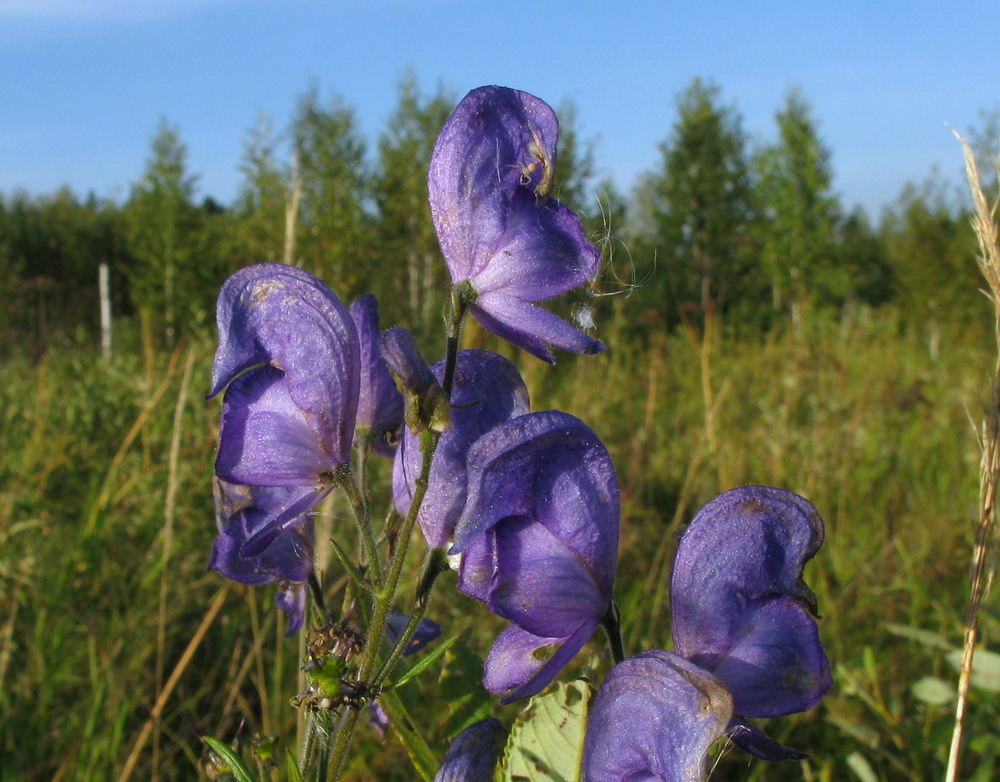 Изображение особи Aconitum ambiguum.