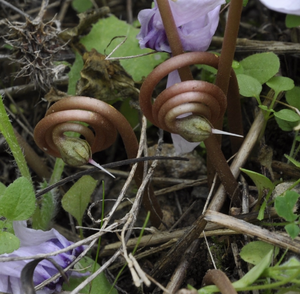 Image of Cyclamen hederifolium specimen.